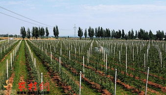 陜西果業(yè) 組合拳 打造品牌升級版