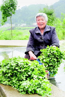 貴陽市烏當(dāng)區(qū)攜手貴州科學(xué)院建設(shè)農(nóng)產(chǎn)品質(zhì)量安全