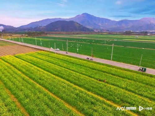 東莞 駐鎮(zhèn)工作隊(duì) 助力揭西菜心入選全國名特優(yōu)新農(nóng)產(chǎn)品名錄