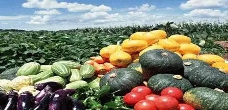 華南部分地區(qū)農(nóng)產(chǎn)品滯銷 運(yùn)輸過程中障礙重重