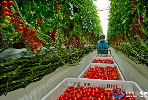 甘肅張掖 戈壁農業成百姓致富錦囊