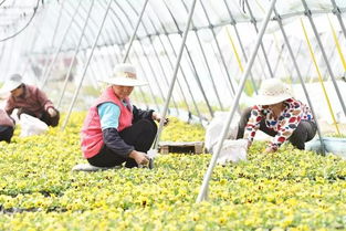 農產品加工項目主要有哪些 又有哪些市場主體可以申請