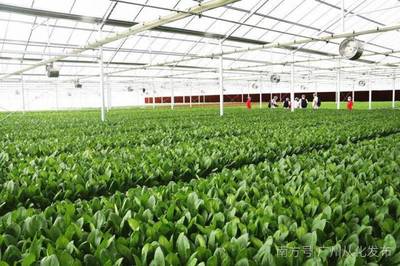 從化這家全省首個植物工廠首批蔬菜今天上市!粵港澳大灣區市民有口福了!