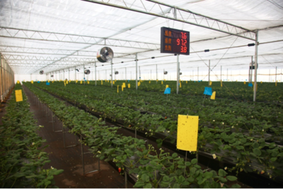 昆明高原特色農(nóng)產(chǎn)品推薦(第1期)