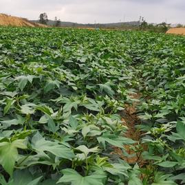 廣東陽江陽西縣紅薯苗、人參、蒜苗明仔農產品種植基地_地址_產地貨源