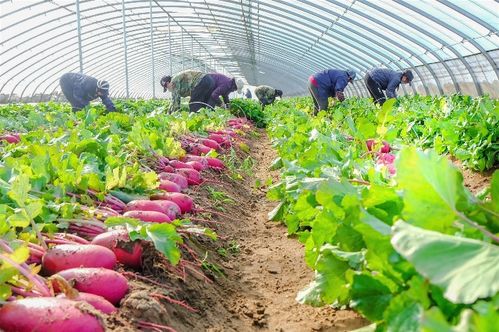 唐山灤州 水果蘿卜喜豐收