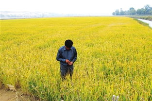 鄂爾多斯農(nóng)牧業(yè) 提升集約化規(guī)模化專業(yè)化產(chǎn)業(yè)化水平