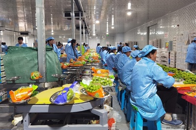 "百縣千村"系列報道 | 全國門店銷售增長率超180%,錢大媽助力小青提帶動大產業