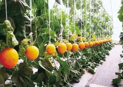 官渡鎮“孫莊模式”書寫鄉村振興美麗畫卷