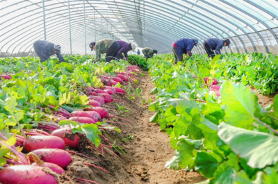 唐山灤州:水果蘿卜喜豐收