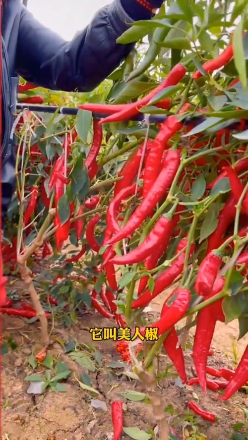 美人椒,摘不敗,你家種了嗎 優質農產品 三農種植