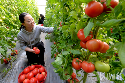 農(nóng)村致富新路,種植特色農(nóng)產(chǎn)品助力鄉(xiāng)村振興