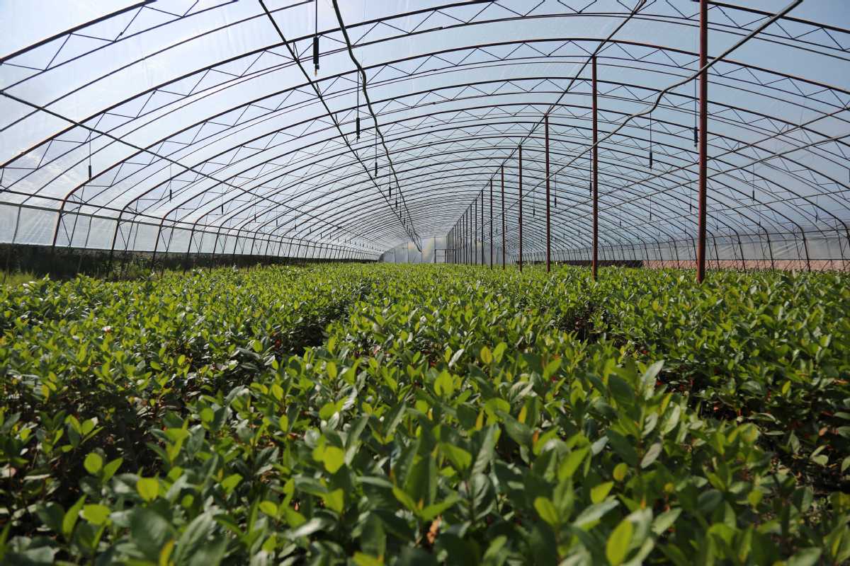 通化:科技小院賦能特色農(nóng)產(chǎn)品增產(chǎn)豐收