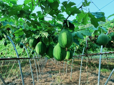 潘集區(qū)賀疃鎮(zhèn):發(fā)展特色種植助力鄉(xiāng)村振興