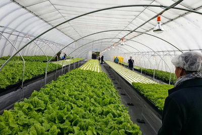 日本宮城物流公司Senkon在大連建設農(nóng)產(chǎn)品基地 向酒店和富裕家庭供應蔬菜