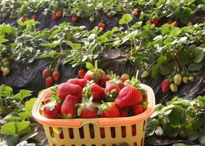 種植農(nóng)產(chǎn)品怎么樣?收益穩(wěn)定嗎?