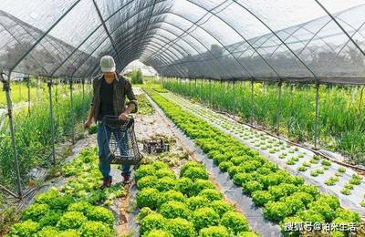 大棚里的致富花瓶,科技創(chuàng)新與農(nóng)業(yè)發(fā)展的完美結(jié)合
