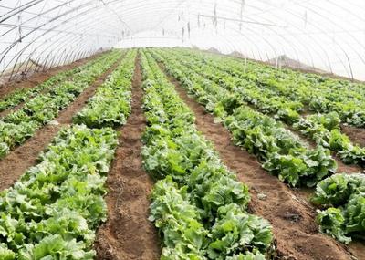 北京順義:“農商對接”機制保障農產品直達百姓“菜籃子”