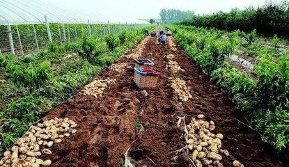 【薯訊】山東萊西市近4萬畝露天土豆迎收獲