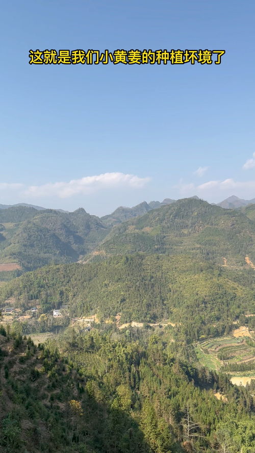 這就是小黃姜種植的環(huán)境了,周邊沒有工廠,沒有工業(yè),沒有污染,綠色安全健康,小黃姜又香又辣,炒菜來上幾片非常香 優(yōu)質(zhì)農(nóng)產(chǎn)品