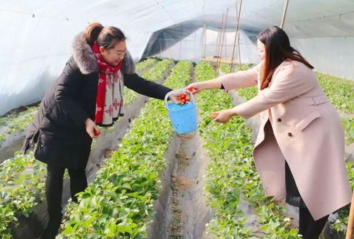 新安網(wǎng)紅草莓園上線了,周末遛娃首選