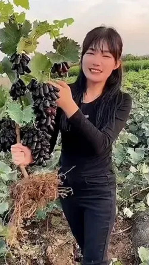 果樹種植 葡萄樹 優(yōu)質(zhì)農(nóng)產(chǎn)品 藍(lán)寶石葡萄 果樹 種草