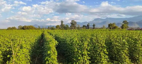 疫情致甸農(nóng)產(chǎn)品出口受阻,緬北滾弄鎮(zhèn)種植無筋豆的菜農(nóng)叫苦不迭