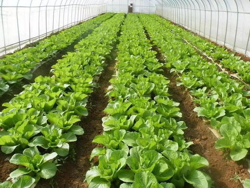 市場(chǎng) 暴風(fēng)雪來了,農(nóng)產(chǎn)品漲價(jià)了