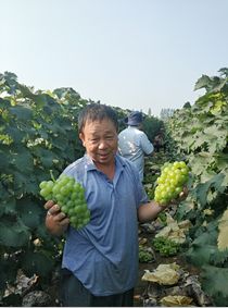 農(nóng)產(chǎn)品步入品質(zhì)時(shí)代,你必須相信品質(zhì)種植的力量