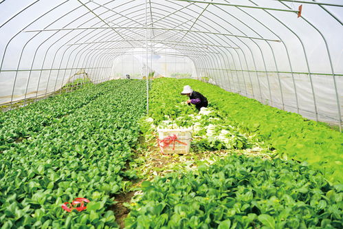 走湘村 看龍村丨沙龍村 四季不斷檔,充實(shí)長沙 菜籃子