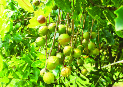 種植夏威夷果聯農帶農助農