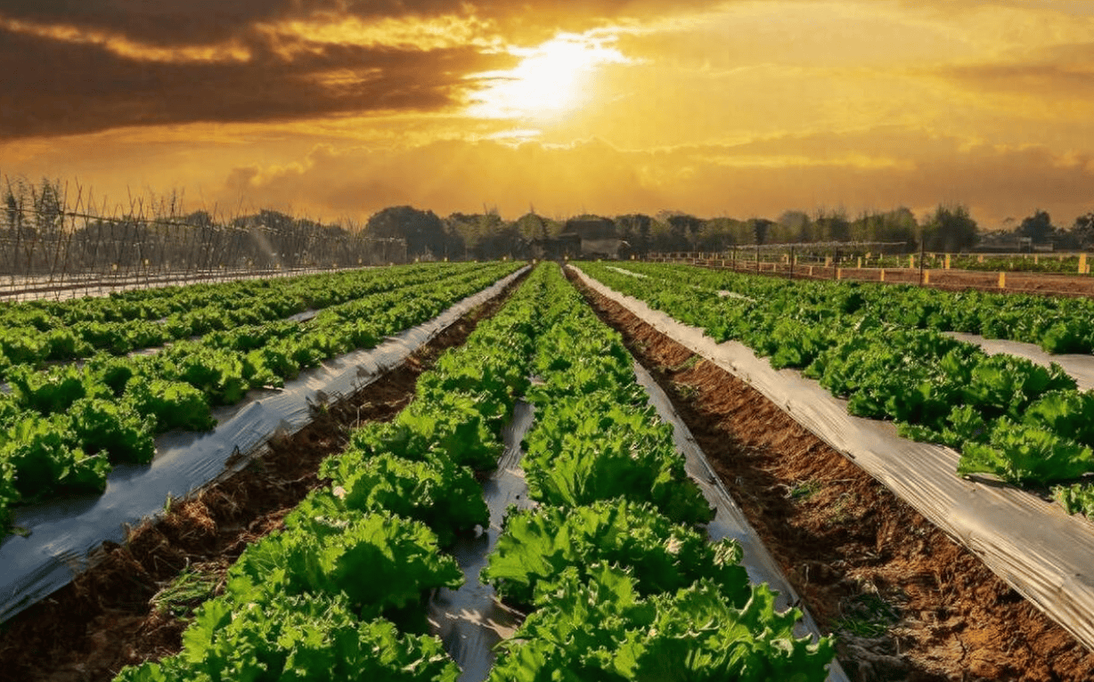 訂單農業"以需定產",開創農產品產銷新生態