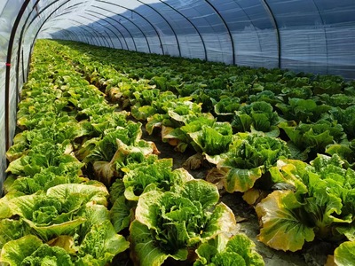 栟茶鎮(zhèn)大窯村綠色農(nóng)產(chǎn)品基地種植的膠州大白菜已陸續(xù)上市