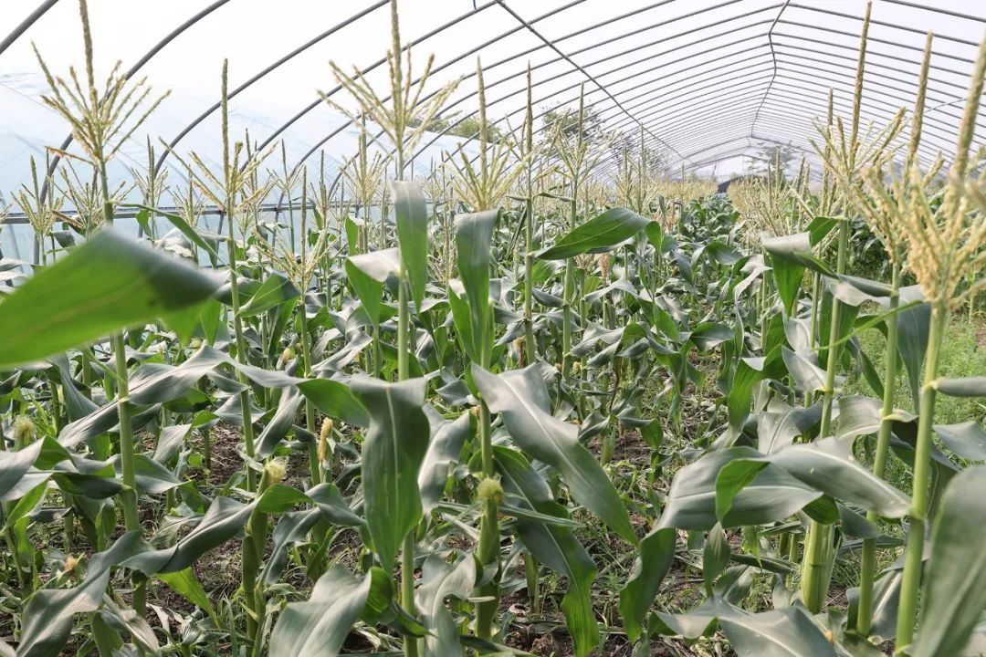 奉賢水果玉米成熟上市,盡享夏日"甜"滋味