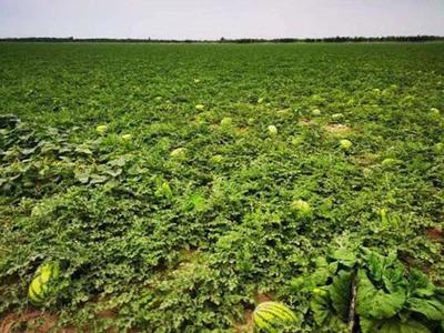 《農(nóng)產(chǎn)品成本調(diào)查簡報》第9期 | 漯河市:立足農(nóng)本職能 服務(wù)農(nóng)業(yè)“雙增”