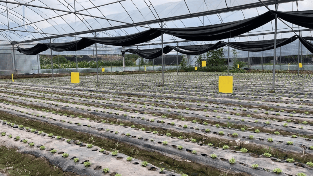 西昌:三端共發(fā)力,讓"菜籃子"拎得穩(wěn)更拎得好_蔬菜_農(nóng)產(chǎn)品_種植戶