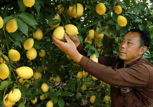 農(nóng)產(chǎn)品賣價(jià)低,這4種方法幫你解決,果農(nóng)直說(shuō)好