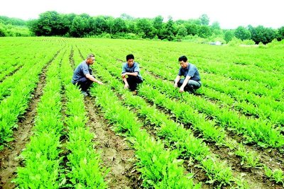 [吉農(nóng)產(chǎn)業(yè)] 靖宇蒲公英,種植“火”起來(lái),花開分外香!