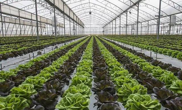 4個(gè)農(nóng)業(yè)冷門創(chuàng)業(yè)項(xiàng)目