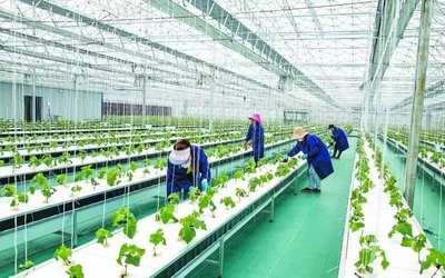 肥東縣橋頭集鎮(zhèn):創(chuàng)新發(fā)展產(chǎn)業(yè) 共促鄉(xiāng)村振興