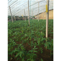 涿州農(nóng)產(chǎn)品種植 特色技術(shù)與市場前景分析