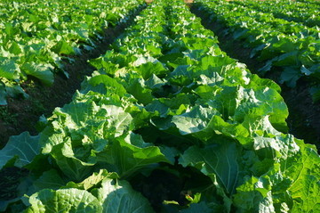 農(nóng)產(chǎn)品種植基地的科學(xué)管理與可持續(xù)發(fā)展