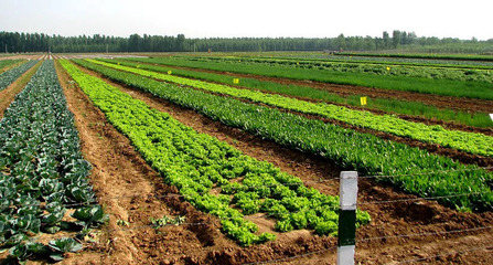 有機(jī)餐廳潛力巨大 發(fā)展之路與農(nóng)產(chǎn)品種植策略