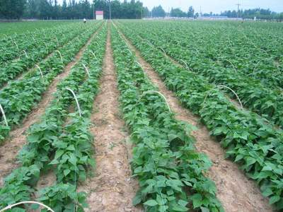 綠色有機(jī)農(nóng)產(chǎn)品 種植之道與消費(fèi)價值