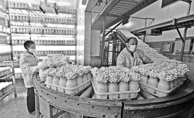 小蘑菇走上大餐桌 農(nóng)產(chǎn)品種植的創(chuàng)新與機(jī)遇