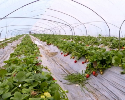 線上線下“帶貨”，鋪設(shè)淮安農(nóng)產(chǎn)品產(chǎn)銷“快速路”