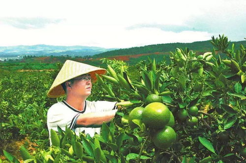 權(quán)威解讀 云南省人民政府辦公廳關(guān)于促進(jìn)農(nóng)產(chǎn)品加工業(yè)跨越發(fā)展的實施意見——聚焦農(nóng)產(chǎn)品種植端優(yōu)化升級