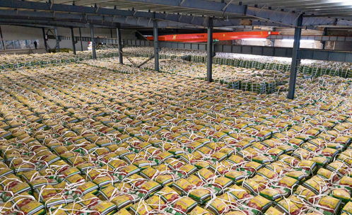 一把有機(jī)肥，成就子洲綠色農(nóng)產(chǎn)品的品質(zhì)之路