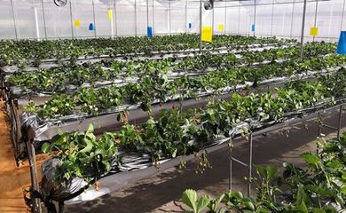 在美麗富裕的田野上——宣威市農(nóng)業(yè)產(chǎn)業(yè)的轉(zhuǎn)型升級之路