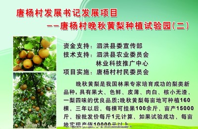 黃梨種植示范園 現(xiàn)代農(nóng)業(yè)技術(shù)助力農(nóng)產(chǎn)品優(yōu)質(zhì)高效種植